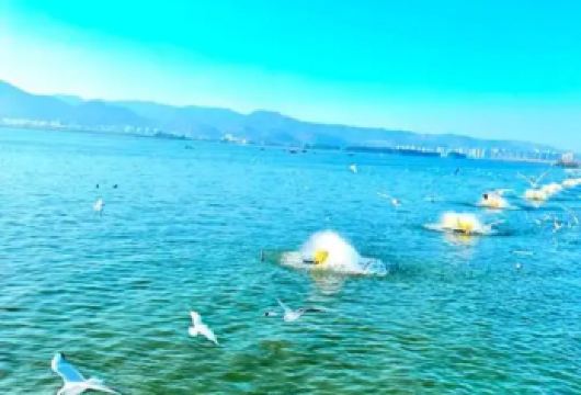 昆明石林风景区+滇池海埂大坝+斗南花卉市场1日游（不含门票）【结合昆明的历史、地质奇观和湖泊风光，打造一条充满视觉冲击力的路线。】