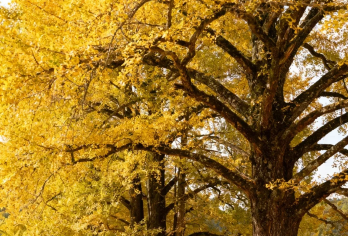 韶关一日游【丹霞山+帽子峰】粤北秋日双绝，司兼向导小团包车游【全程一对一服务，可根据您出行人数和时间免费定制行程，为您省心省时，安全出行，服务至上。】
