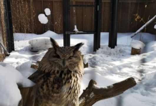 日本北海道+旭山+森林精灵阳台一日游/行程可调-可定制【专属客服和本地中文司机，一家一团包车】