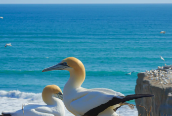 新西兰奥克兰出发：鸟岛+黑沙滩+酒庄+伊甸山一日游｜中文专车【中文专车出行，景点灵活调整，打卡经典，游玩自己定义，无需等待，专属贴心服务，尽情惬意旅程。】