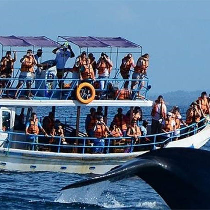 斯里兰卡美蕊沙Mirissa Whale Warriors一日游