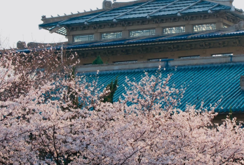 武汉大学半日游【私家团】【含入园预约】【文化讲解】【[浪漫樱花季]穿越百年建筑，打卡武大樱花，邂逅春日浪漫。】