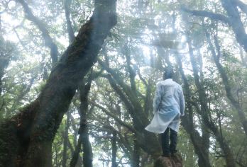 腾冲高黎贡山窜龙一日游【5-13Km亲子徒步探秘毛毛球森林】【[品质出行]说走就走，去哪你说了算， 一对一服务， 出游时间自己定】