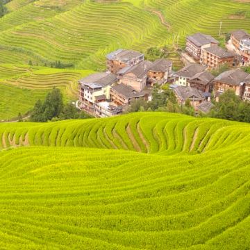 桂林龙脊梯田一日游【金坑+平安双寨团，私家团包车出游】