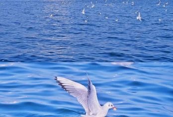 栈桥+八大关+太平山+五四广场+青岛奥帆中心+小麦岛一日游【[暖心体验]市区上门接，精品小团专业导游深度伴游，全程沉浸式漫游、打卡新老城区精华和网红地标。】