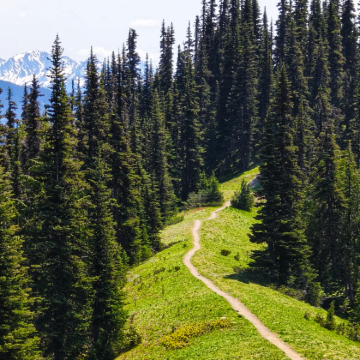美国西雅图精华一日游：奥林匹克国家公园·飓风岭全景·班布里奇