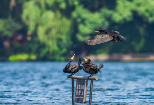 杭州西溪湿地+高庄园林半日(2-10人团)可选电瓶船或摇橹船【[行程安排]含西溪湿地+高庄景点门票，全程导游带队参观游览；】