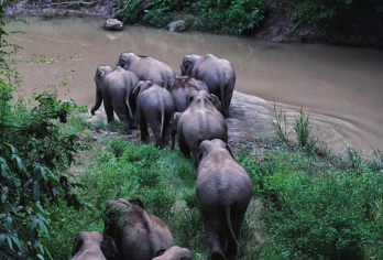 西双版纳野象谷+中科植物园+告庄夜市一日游【中文包车，定制服务，安心自由】