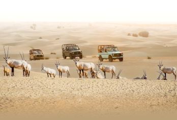 迪拜复古G级越野车之旅，体验阿尔玛穆姆野生动物园风光，并享用五道式贝都因晚餐【乘坐复古奔驰G级越野车，踏入古老阿拉伯的迷人风情，体验这场独一无二的傍晚沙漠之旅。 以时尚的方式穿越金色沙丘，欣赏壮丽景色，并在传统的沙漠营地享受地道的文化体验。 在迷人的绿洲旁享用正宗的六道菜贝都因晚餐 + 观星体验】