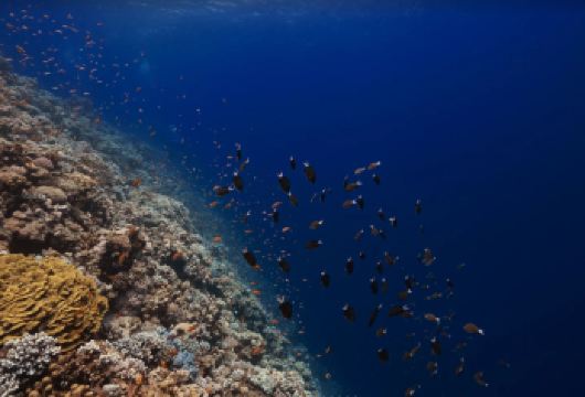 埃及沙姆沙伊赫 +蓝洞 +达哈卜小镇一日游|蓝洞的深蓝传说【达哈卜，红海边一个宁静神秘的小镇，被誉为“自由潜水者的天堂”。这里有世界ji的潜点、奇幻的地形】