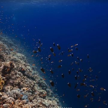 埃及沙姆沙伊赫 +蓝洞 +达哈卜小镇一日游|蓝洞的深蓝传说
