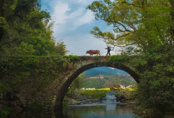 月亮湾+上坦村+龙尾+三眼桥+凤山村+察关+虹关+漳村一日游【[1车1司]2-6人团，婺源人少景美小众线路，本地老司机，网红打卡地】