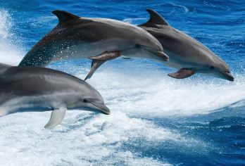 济州岛一日游｜西南线限时｜追海豚+汉拿山+小羊肖恩｜15人团【济州岛网红打卡：小羊肖恩羊驼牧场，柱状节理带，彩虹海岸公路，咸德海水浴场，牛岛，城山日出峰，涉地可支】