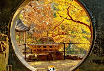 上海往返苏州拙政园+乌镇西栅一日游【漫步 “四大名园” 之首的拙政园，赏曲水叠石、亭台掩映，沉浸式感受古典园林造景艺术】