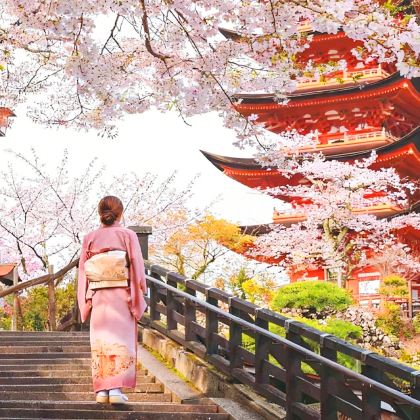 限时特惠|京都古寺二、三年坂+奈良喂鹿+伏见稻荷大社一日游