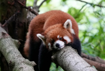 熊猫谷+青城山一日游【2-8人小包团/含门票/三环内接送】【私家团、ViP 包车一单一团含景区门票，不拼车，专车专用，属于您的专属空间，旅游管家式服务】