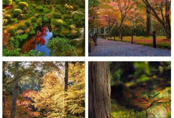 日本京都-琉璃光院-三千院-贵船神社-红叶满天 京都巡礼【专业行程定制，精选热门景点，高效游玩不走回头路，贴心服务保障，轻松】