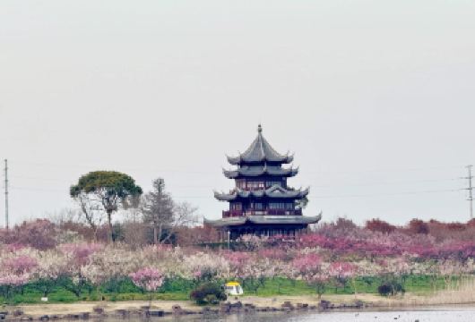 上海往返青溪老街+海湾国家森林公园+海湾风车公路一日游不含票【纯玩无购物，无隐性消费】