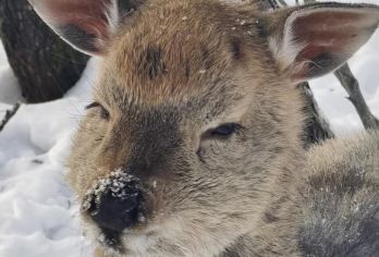 长白山仙峰雪岭景区+长白山北景区【天池+瀑布+喂小鹿】【长白山北景区+长白山仙峰雪岭 1日游 享受自由行 拒绝走马观花】