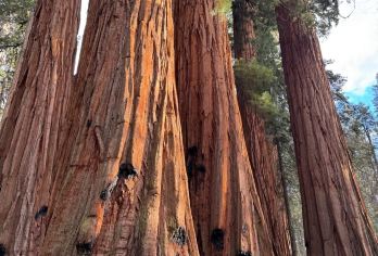 美国旧金山-优胜美地+美洲杉/帝王峡谷-可包车-精选【专属客服和本地中文司机，一家一团包车】