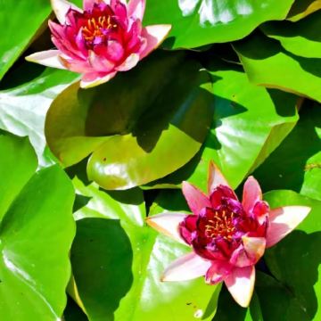 【包车游】库尔勒博斯腾湖+罗布人村寨一日游