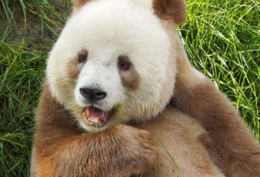 【2-8人小拼团】秦岭四宝科学公园一日游【三环内上门接送】【秦岭四宝齐聚：大熊猫、金丝猴、羚牛、朱鹮，珍稀动物近距离观赏】