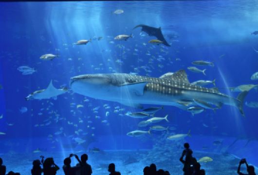 冲绳北部经典一日遊——万座毛&古宇利岛&美丽海水族馆&美国村【一次性打卡万座毛、古宇利岛、海洋博公园、美丽海水族馆、美国村】