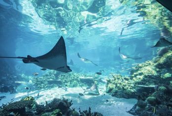 可伦宾野生动物保护区+华纳兄弟电影世界+海洋世界+海岸海滩※【从保育治愈到IP造梦，从海洋温柔到海滨自由，一天体验「四种人生」的黄金海岸】