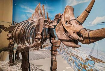 中国北京国家自然博物馆一日游【追寻远古研学讲解（含门票）】【探秘远古解密自然 研学2个半小时】