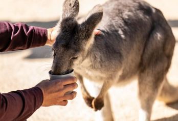 费瑟戴尔野生动物园+圣母主教座堂+悉尼塔+达令港+麦考利座椅【全维度悉尼：地标·艺术·互动·全景·海滩，一日阅尽南半球都市魅力，亲子游闺蜜游情侣游优选】
