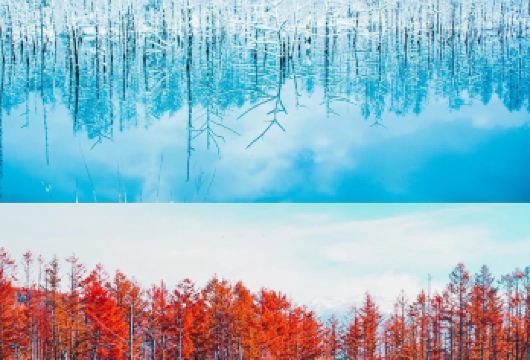 日本北海道旭川动物园+青池【私家包车/中文司机/行程定制】【尊享一对一高端行程定制，豪华包车专属礼遇，专业旅行顾问24小时恭候垂询。】