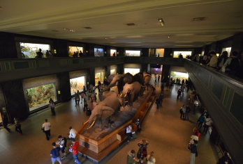 纽约中央公园+自然历史博物馆+时代广场+华尔街+自由女神像【[费用包含]一站全包服务-无需支付司机小费-餐费-过路费（不包含门票+导游费用）-包车时长10小时】