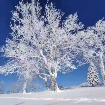 亚布力至雪乡包车含大秃顶子山+冰雪画廊+戏雪乐园540元套票