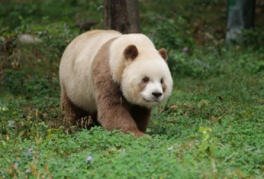 全球**棕色大熊猫“七仔”在西安熊猫基地【七仔，全球**棕色大熊猫 这是一个包团。 晚点出发，无需早起】