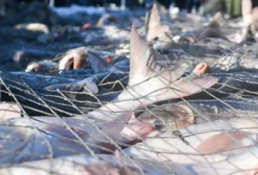 松原-查干湖｜古法冬捕+冰上娱乐｜暖车包车一日游【冬季玩耍必到查干湖！深度打卡查干湖核心特色-冬捕，一站式游玩，适配多元需求，可灵活定制私人行，】