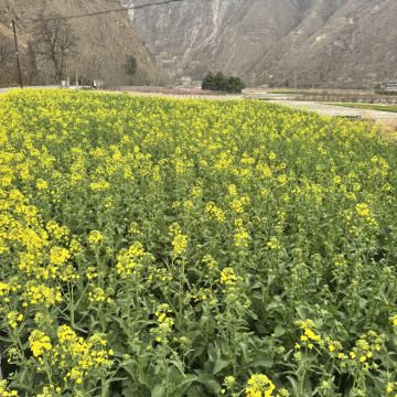 西安往返宁陕苍龙峡+渔湾村+宁陕老街1日游【赏油菜花】