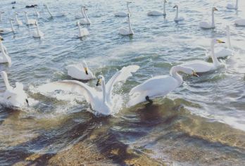 威海天鹅湖+沉船+孤独公约一日游【冬季特惠无购物】送双粮【不起早，不晚归，游玩时间充裕，纯玩无购物，送天鹅粮，送海鸥粮】