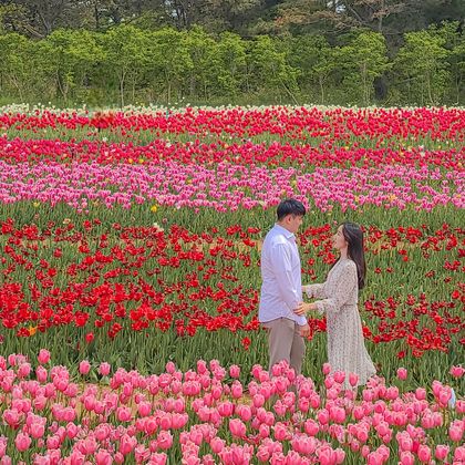 韩国泰安郡Korea Flower Park一日游