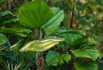 中科院西双版纳热带植物园+原始森林公园一日游/独立纯玩无购物【[优质交通] 一单一团，独立操作，专职司机、安全可靠】