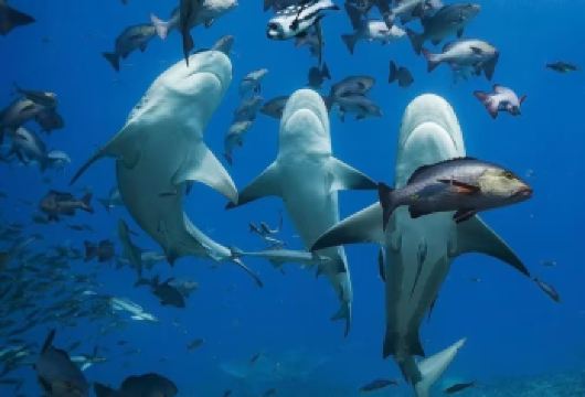 斐济苏瓦+苏瓦传统市场包车游-探秘斐济双境-包车行程可调【太平洋港你可以尝试深海垂钓与大鱼展开力量的博弈；或是体验刺激的高空滑索，以独特视角俯瞰这片迷人的土地】