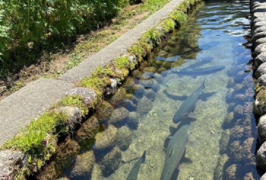 日本名古屋飞驒高山+飞驒民俗村一日游【中文服务/景点任选】【尊享一对一高端行程定制，多日豪华包车专属礼遇，专业旅行顾问24小时恭候垂询。】