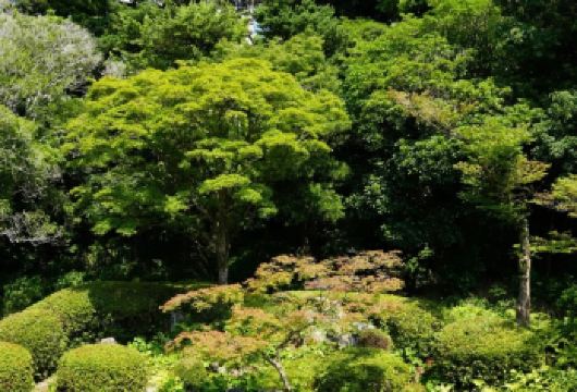 日本福冈市区网红景点包车/可熊本别府绿牌5-14座包车-精选【精选热门景点，高效游玩不走回头路，深度了解文化内涵，贴心服务保障，轻松享受旅程，性价比超高的旅行。】