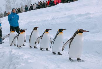 日本札幌往返美瑛青池富良野/可小樽登别北海道多日包车-精选【包车一日游，解锁旅行新方式！独立车辆配备经验丰富的老司机，为您量身打造专属行程。】