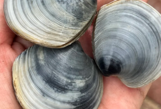 青岛崂山风景区一日游【赶海+渔村·8人内轻奢团·私家团可选】【[精致小团]老牌青岛本土向导队伍为您服务，因为专注所以专业！】