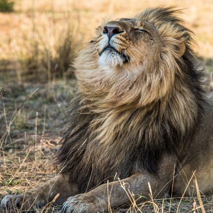 美国迈阿密+雄狮动物野生王国一日包车游