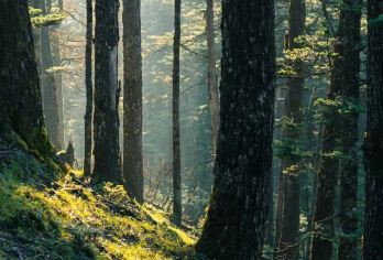 丽江玉龙雪山云杉坪+印象丽江+蓝月谷一日游/日照金山【[费用清楚]一价全含门票索道 行程免费赠送一套防寒服+氧气瓶+矿泉水】