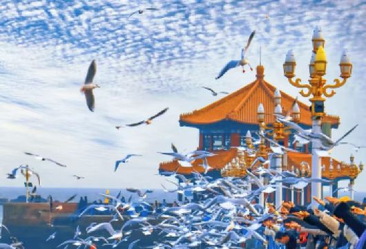 青岛海鸥专线：海上观光+栈桥+赏红瓦绿树+碧海蓝天【看海鸥掠过栈桥、海观老城区的韵味，投喂互动超治愈，解锁滨海限定快乐～】