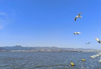 【滇池海鸥·西山揽胜 昆明包车游】：与海鸥共舞，在云端遇见春【滇池喂海鸥‌：冬季限定（11月-3月），与西伯利亚海鸥亲密互动，感受高原明珠的灵动之美。】