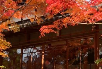 日本京都往返奈良.奈良公园.若草山-春日大社-红叶巡礼红叶季【专业行程定制，精选热门景点，高效游玩不走回头路，贴心服务保障，轻松】