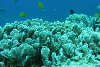 日本冲绳玻璃水底观光船之旅（含自助午餐｜海鲜丼饭吃到饱）【乘坐玻璃底船观赏冲绳周围令人惊叹的各种水下生物】